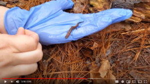 Salamander Search at Camp Joy's Fossil Creek