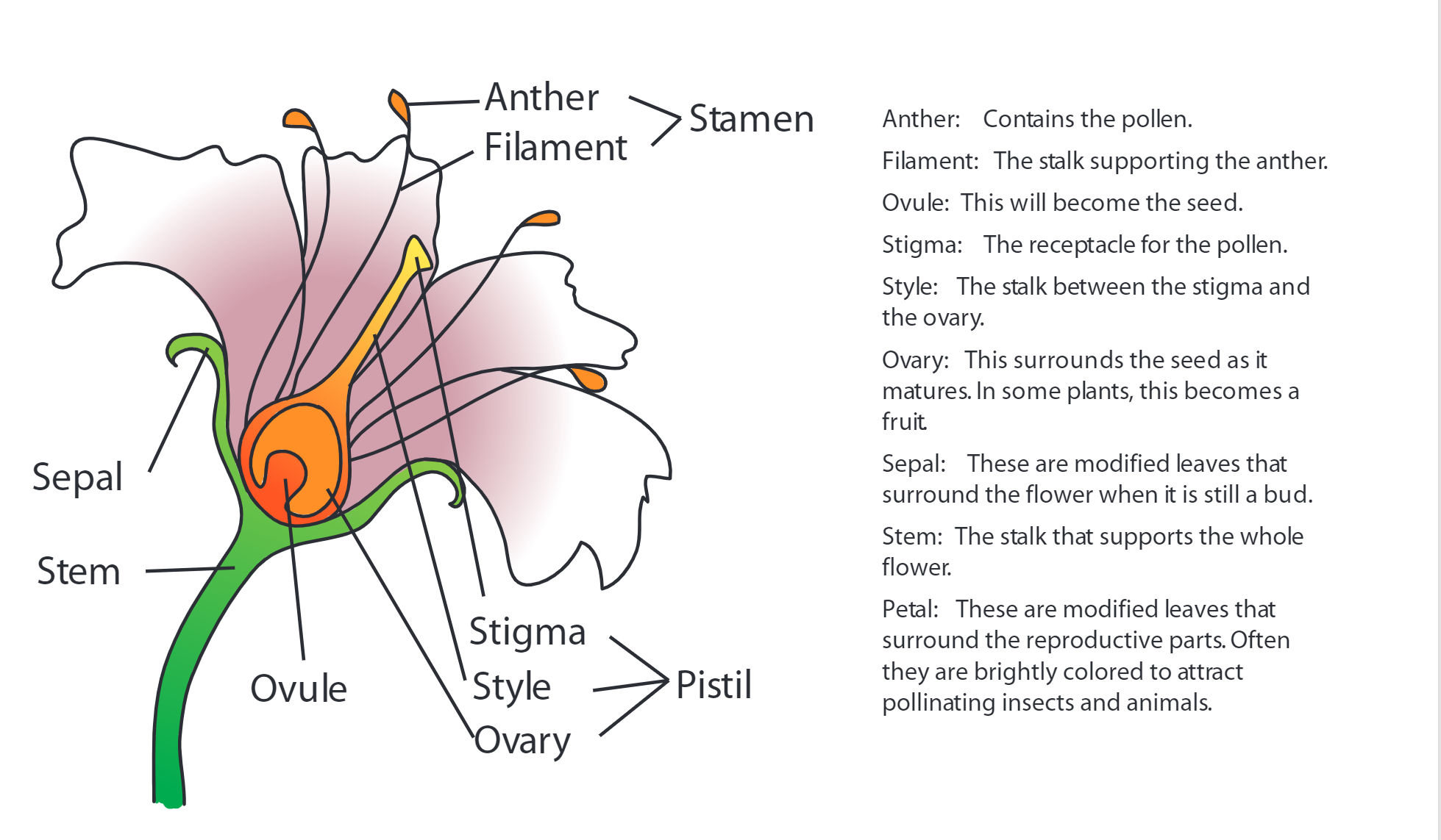 Flower Anatomy – Camp Joy