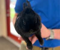 Bunnedict “Bun Bun” Carrotpatch 🐰