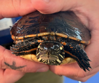 Larry and Curly 🐢