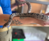 Matilda 🐍