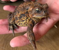 Scrappy 🐸