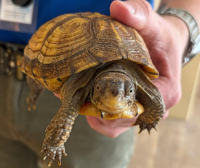 Scuter 🐢